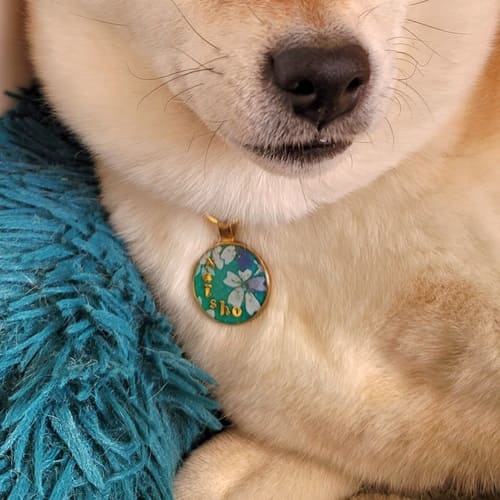 Médaille 5 Modèle de Bijou pour Chien